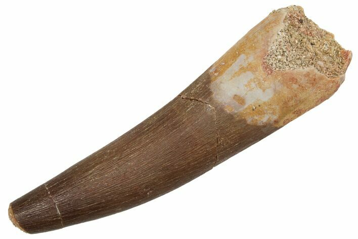 Fossil Plesiosaur (Zarafasaura) Tooth - Feeding Worn Tip #231097